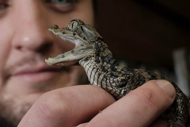 Jordan Woodhead with one of the baby Spectacled Caiman.
