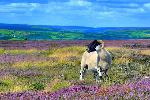 Sheep in the North York Moors.