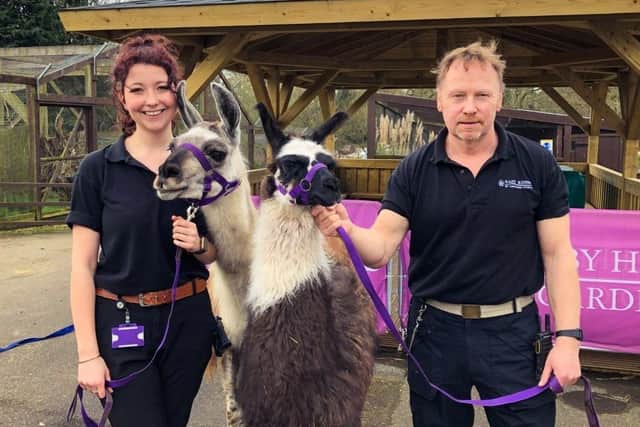 Llamas Willow and Lisa Marie are pictured with with Sewerby Zoo staff members.