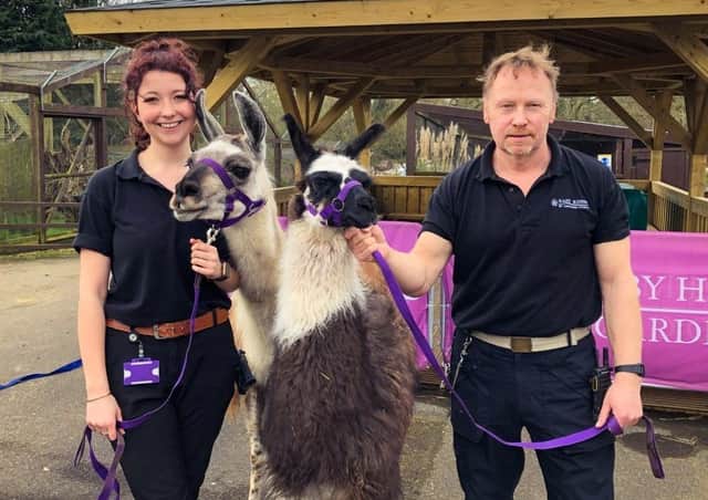 Llamas Willow and Lisa Marie are pictured with with Sewerby Zoo staff members.