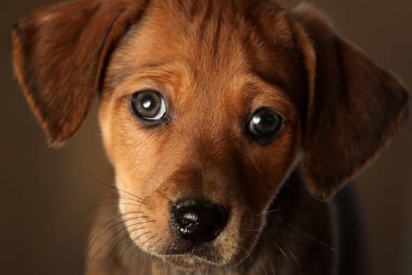 Here's how the lockdown roadmap could affect your dog - and how to help them adjust