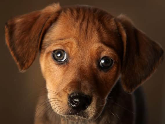 Here's how the lockdown roadmap could affect your dog - and how to help them adjust