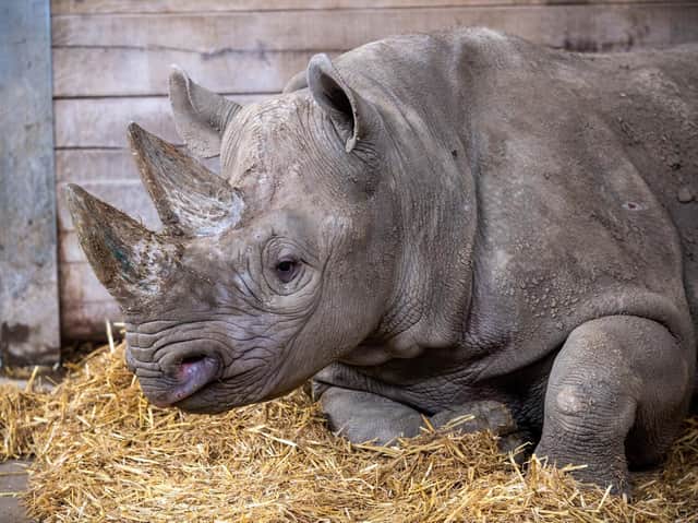Chanua will spend a month getting accustomed to her new diet Pic: Bruce Rollinson