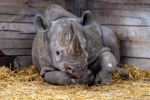 Black rhino Chanua is travelling 7,000 miles to join a breeding programme in Tanzania