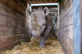 Chanua preparing to leave Flamingo Land