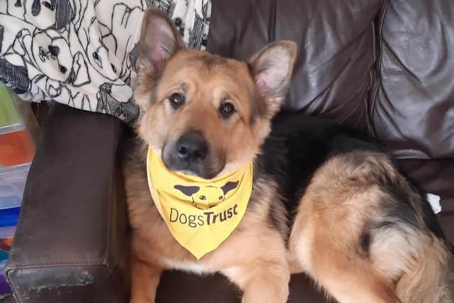 Rosie, who needs hip replacement surgery. Photo: Gemma Dowson