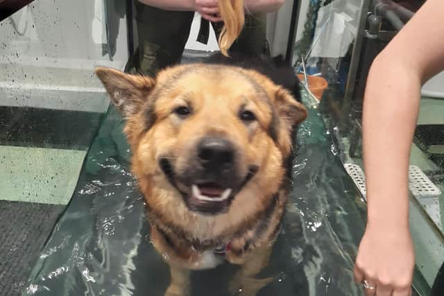 Rosie has hydrotherapy weekly to help manage the pain. Photo: Gemma Dowson
