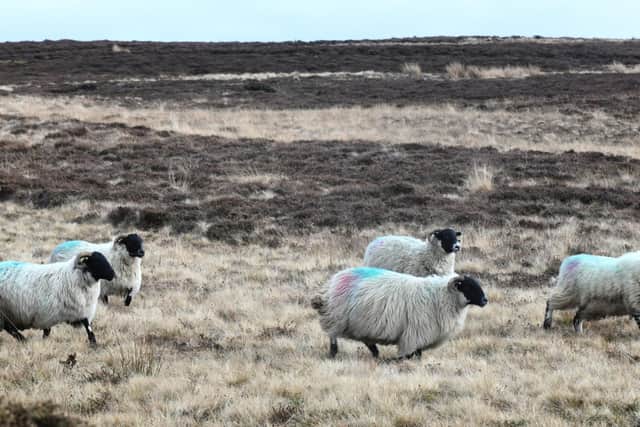 Sheep on the North York Moors National Park.
picture: Gary Longbottom.
