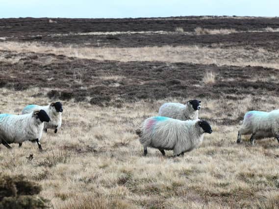 Sheep on the North York Moors National Park.
picture: Gary Longbottom.