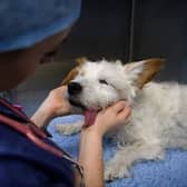 If your four-legged friend gets hold of some pizza dough, it's time to get them to the vets.