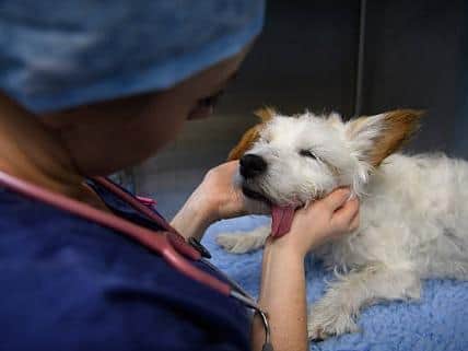 If your four-legged friend gets hold of some pizza dough, it's time to get them to the vets.