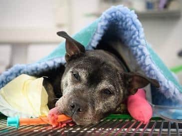 These five foods could poison your dog this Easter. (GettyImages)