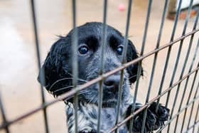 Befa the Springer Spaniel is one of the imported puppies now being cared for by Dogs Trust.