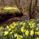 The Farndale daffodils are at least two weeks away from breaking into bloom, creating an amazing spectacle.