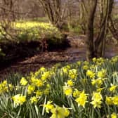 The Farndale daffodils are at least two weeks away from breaking into bloom, creating an amazing spectacle.