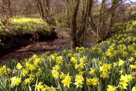 The Farndale daffodils are at least two weeks away from breaking into bloom, creating an amazing spectacle.