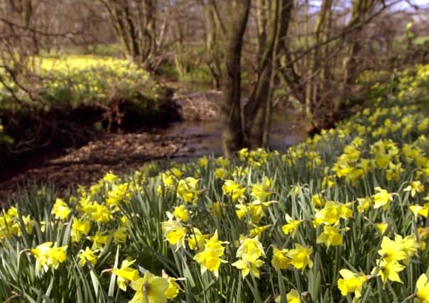 The Farndale daffodils are at least two weeks away from breaking into bloom, creating an amazing spectacle.
