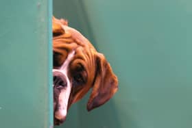 Can mans (and womans) best friend get you in trouble with the law?