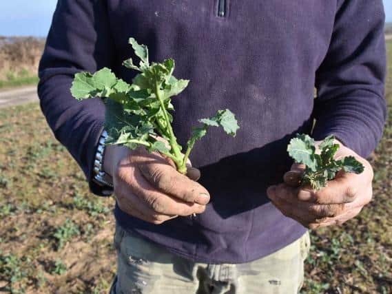 Clear improvement in rape seed oil plant growth