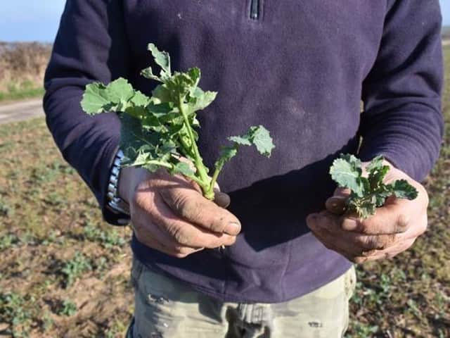 Clear improvement in rape seed oil plant growth