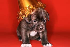 Well run puppy parties should have small numbers of well-matched dogs.