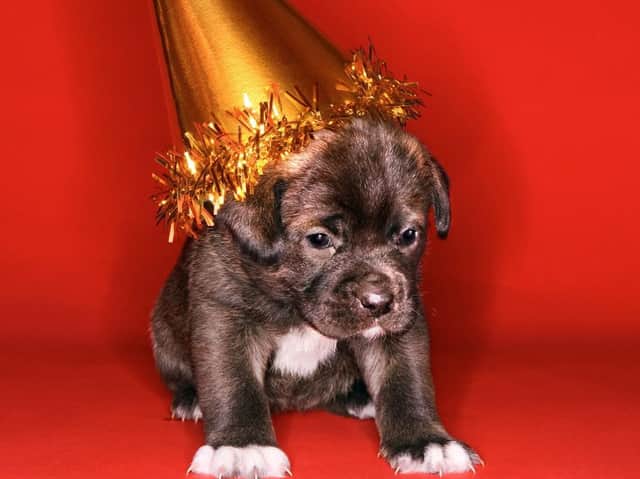 Well run puppy parties should have small numbers of well-matched dogs.