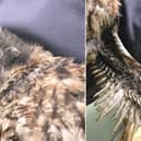 The tawny owl was wrapped up in a towel after it suffered burns and singed feathers to its wing. (Photo: RSPCA)