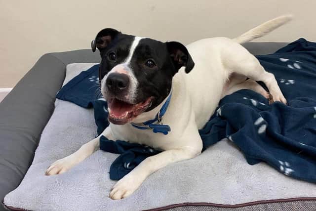 Liam Tattershall and Luke Harrison, both from Hull, were seen to attack Staffordshire Bull Terrier Patchy on multiple occasions. Photo courtesy of the RSPCA