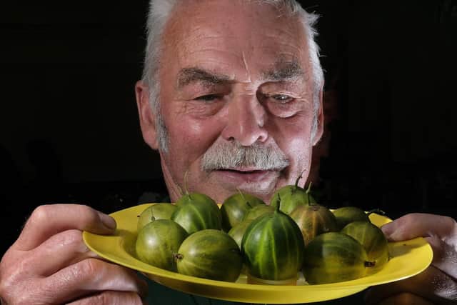 Jim Hart with his entry at the Egton Bridge gooseberry show.