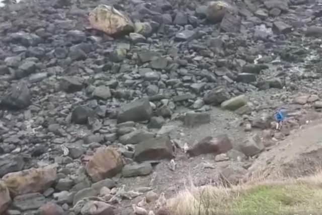 The seals can be seeing fleeing from the runner, dressed in blue