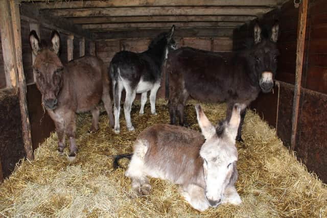 Some of the 25 donkeys who were found in Sleights