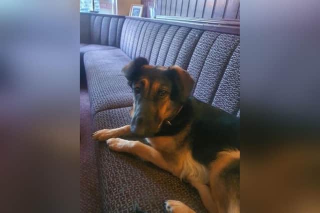 Rae, the three-year-old German Shepherd cross Spaniel requires Orthopedic surgery to her hind leg.
