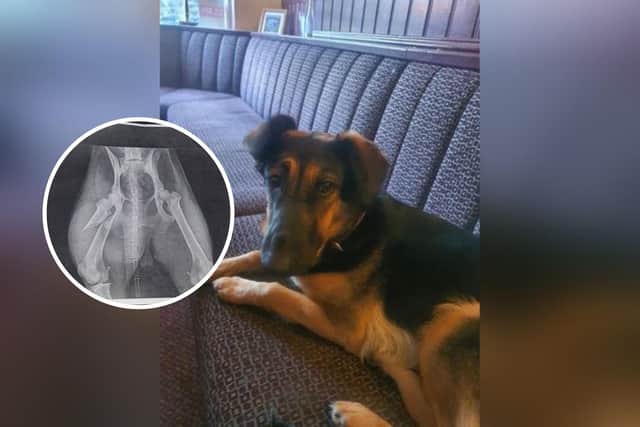 Scarborough’s The Hole In The Wall pub is desperately appealing for help to raise funds for their dog’s specialist surgery.