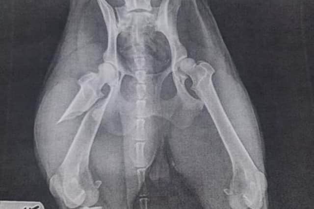 The break has occurred on her hind leg next to an artery, which means the danger of complications and further serious injury increases each day.