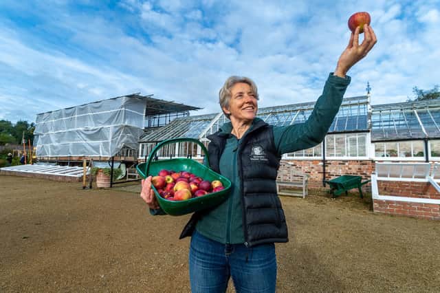 The age-old saying that an apple a day keeps the doctor away may have some merit as apples are packed with health benefits