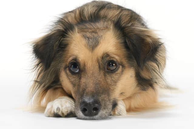 Returning to work can hit our pets. Photo: PDSA/ Michael Prior Studios