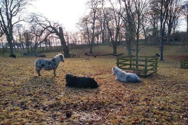 John Simmons frames some of the much-loved ponies at Sewerby Hall and Gardens.