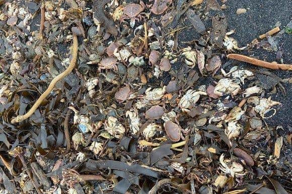 Dead crabs which have washed up on the beach in Saltburn.