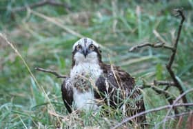 The sanctuary's osprey was the only bird that survived the cull. It is being closely monitored.