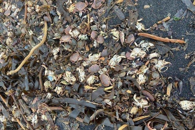Dead crabs which washed ashore in Saltburn.
