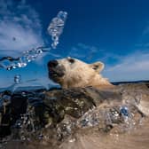 Sewerby Hall will host the ‘Wildlife Photographer of the Year’ exhibition. Photo copyright Martin Gregus