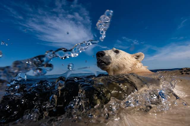 The world-renowned exhibition, Wildlife Photographer of the Year, on loan from the Natural History Museum in London, will open at Sewerby Hall and Gardens on Saturday May 7