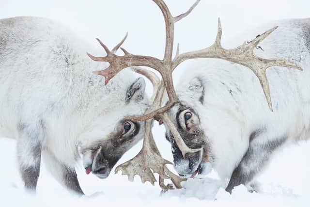The exhibition will feature exceptional images which capture fascinating animal behaviour, spectacular species and the breathtaking diversity of the natural world