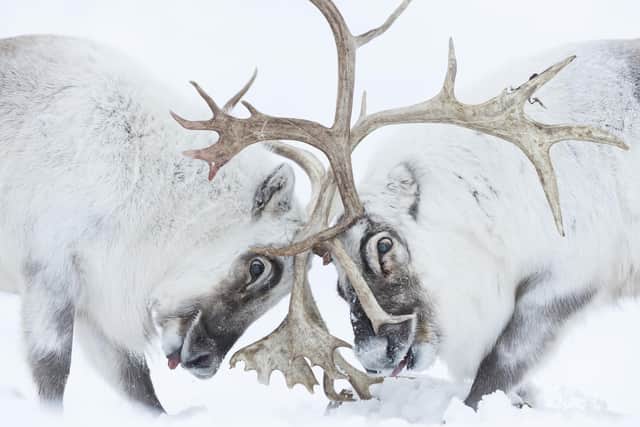 Sewerby Hall will host the ‘Wildlife Photographer of the Year’ exhibition. Photo copyright Stefano Unterthiner