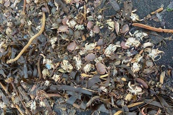 Dead crabs washed up on the beach at Saltburn.