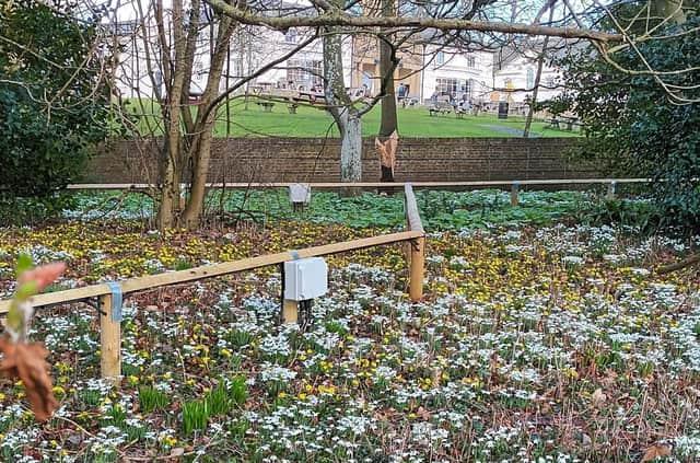 Thousands of winter bulbs are in flower now at Sewerby Hall and Gardens and it’s free of charge to access the grounds and gardens.