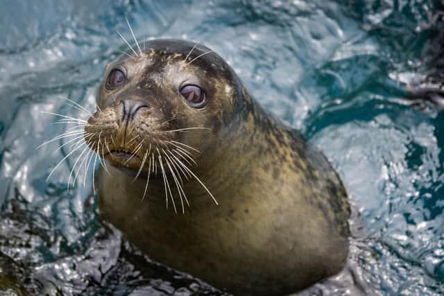 The centre in Scarborough rescues and rehabilitates seals annually.