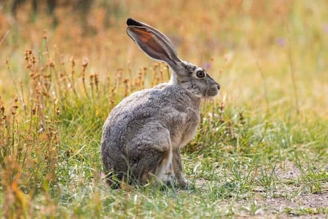 Two men who were stopped by police in Lissett on Sunday October 3 last year on suspician of hare coursing have pleaded guilty to Game Act offences. Photo submitted