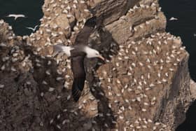 The prestigious Site of the Year title, in the Birders’ Choice Awards, has been won by Flamborough Head/Bempton Cliffs