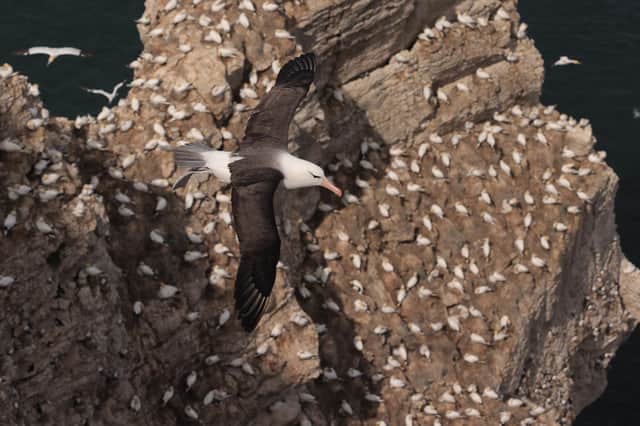 The prestigious Site of the Year title, in the Birders’ Choice Awards, has been won by Flamborough Head/Bempton Cliffs